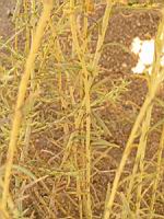 Pavot cornu - Glaussum flavum (en Corse) (03) (Photo F. Mrugala)